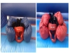 bouncing-castle-hire-cork-bouncy-boxing